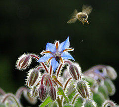 Bee landing...  ©UdoSm