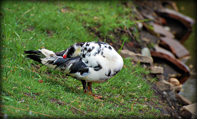 Red headed duck