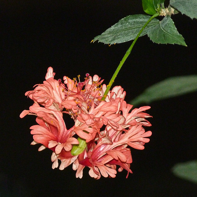 Hibiscus schizopetalus