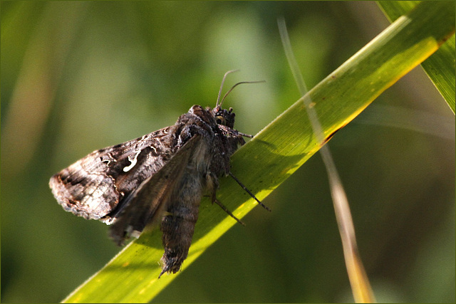 Autographa....