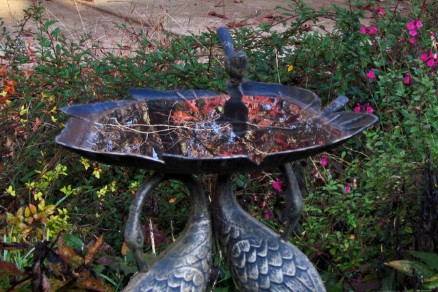 Bird Bath Reflection