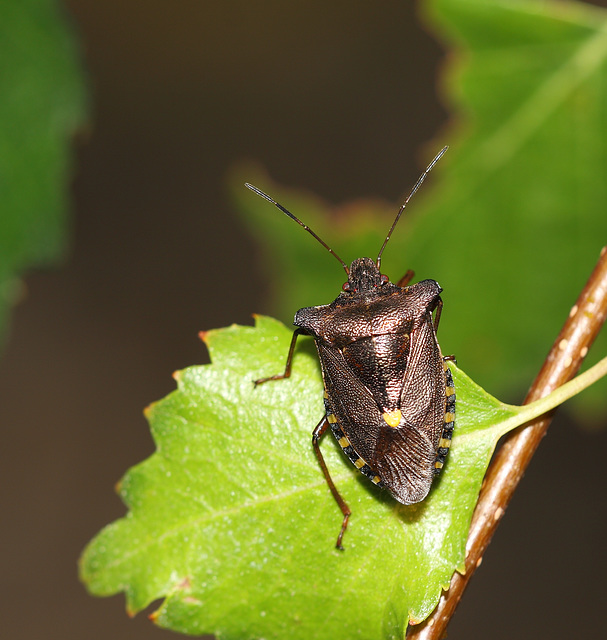 Forest Shield Bug (Pentatoma ruffles)