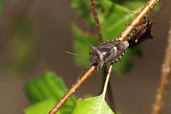 Forest Shield Bugs (Pentatoma ruffles)