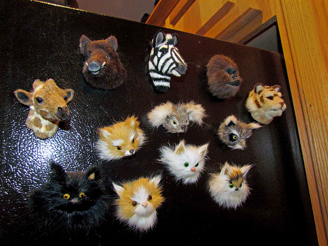 Animal Head Magnets