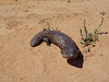 shingleback lizard