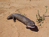 shingleback lizard