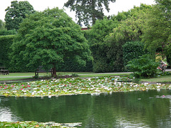 Part of the large collection of waterlilies at Burnby