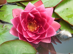 Red water lily and feather