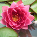 Red water lily and feather