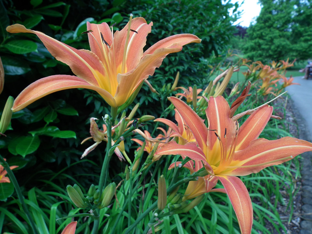 A day lily - not a Water lily!