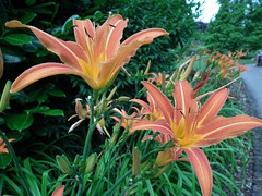 A day lily - not a Water lily!