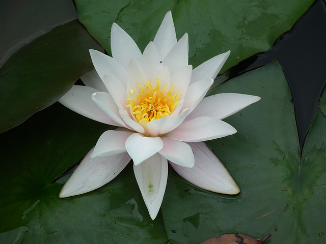 White water lily