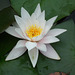 White water lily