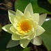 Yellow Waterlily