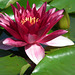 Dark red water lily