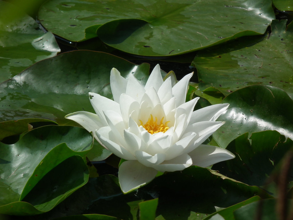 White Waterlily