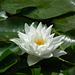 White Waterlily