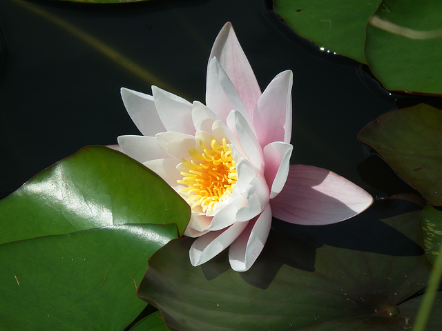 Water Lily