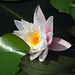 Water Lily