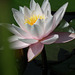 Water lily