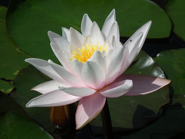 Water lily