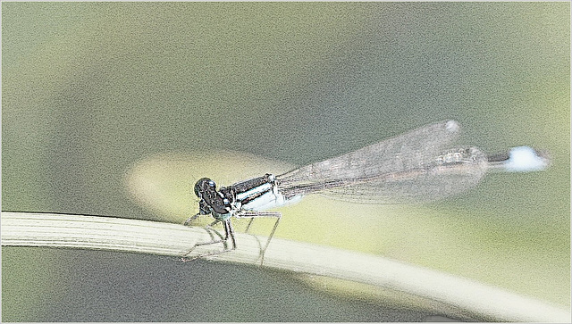 Demoiselle timide