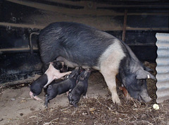 piglets and mama