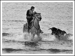 homme à vache