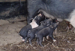 piglets and mama