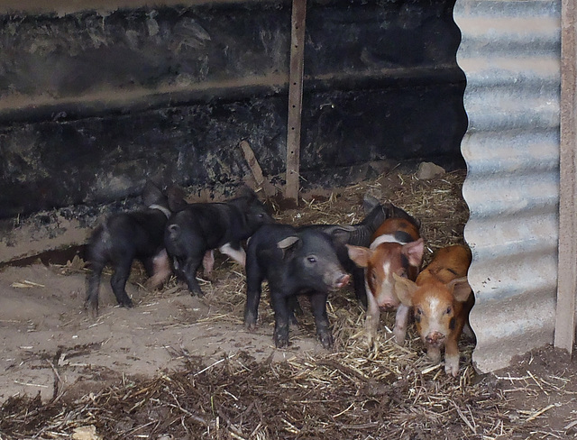 piglets galore!