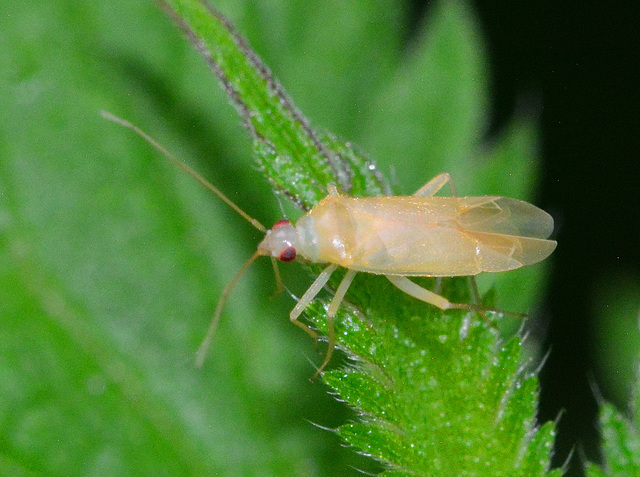 Orthotilus tenellus