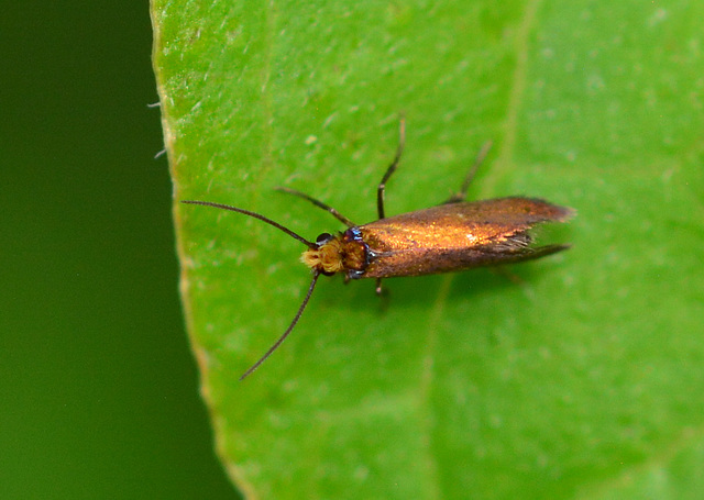 Moth.Mycropterix calthella