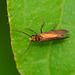 Moth.Mycropterix calthella