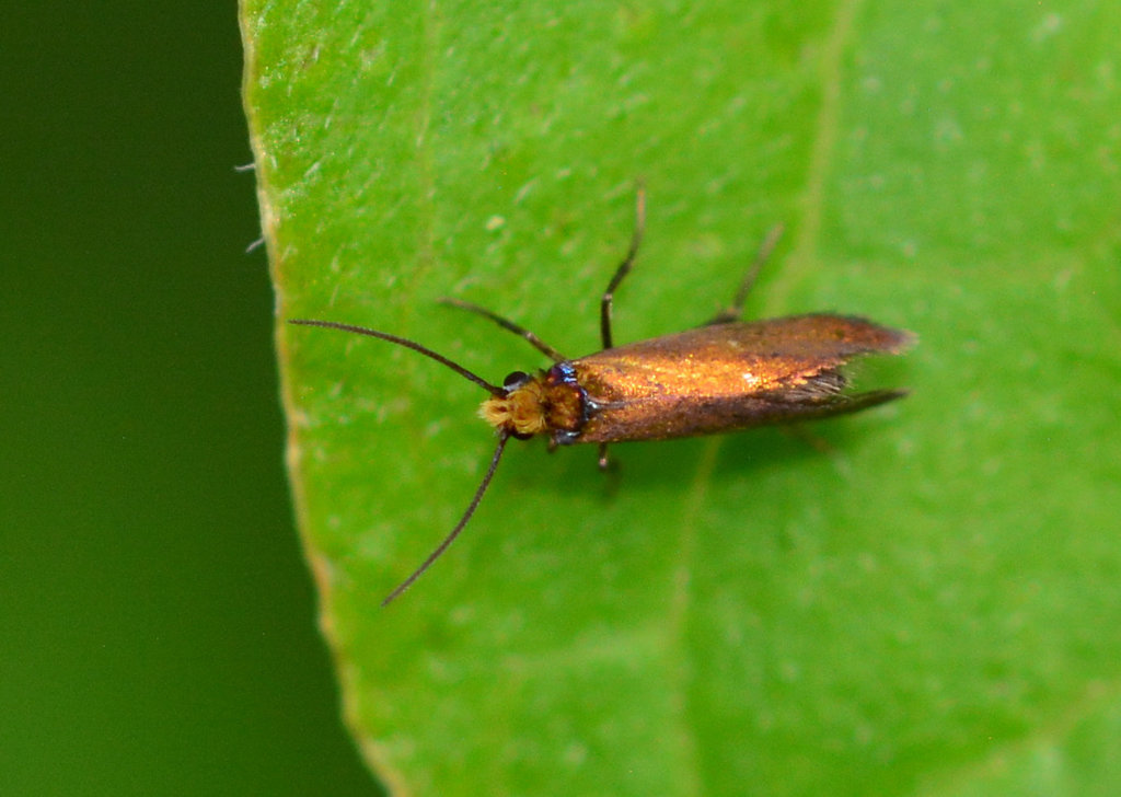 Moth.Mycropterix calthella
