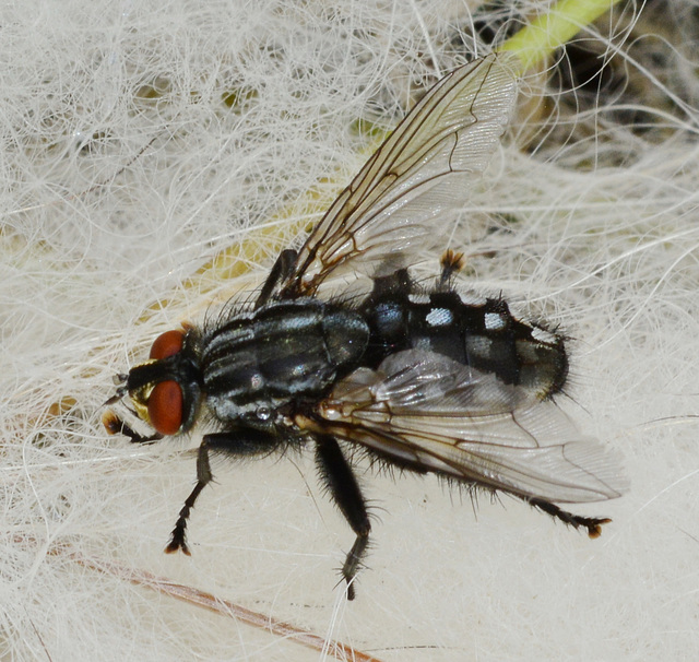 Flesh-Fly, Sarcophaga carnaria