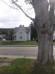 Cyclops tree & electric house / Arbre cyclope avec une maison électrique.