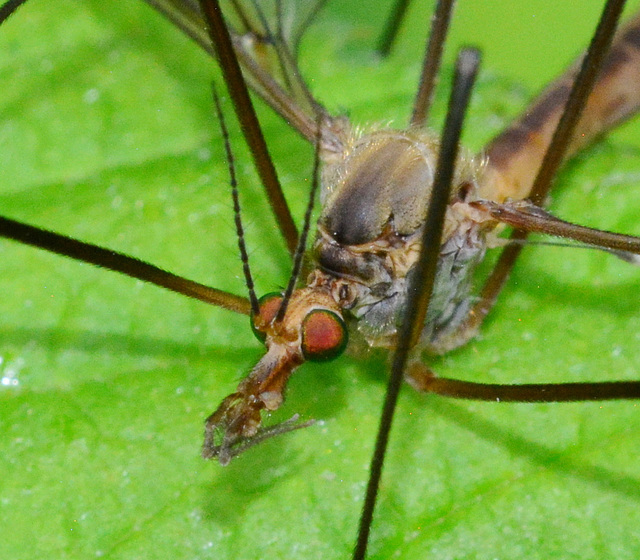 Cranefly