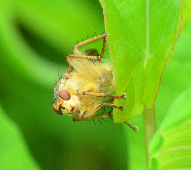 Yellow Dung Fly,Scathophaga stercoraria