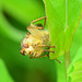 Yellow Dung Fly,Scathophaga stercoraria