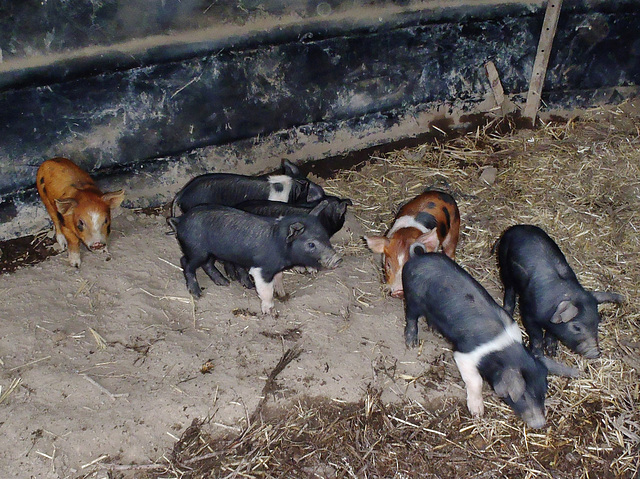 piglets galore!