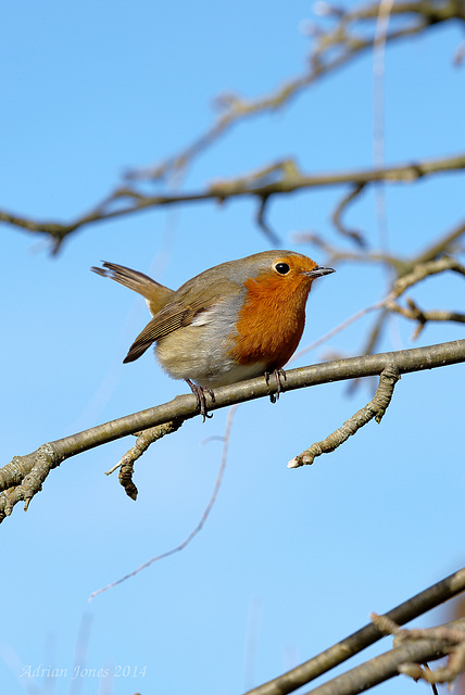 Robin