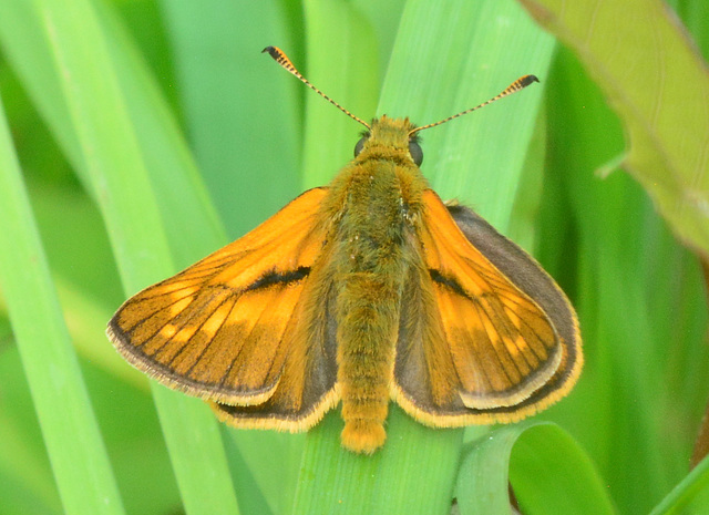 Large Skipper male, Ochlodes venatus