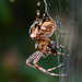 Orb Web Spider