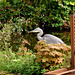 Grey Heron 1