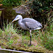 Grey Heron 2