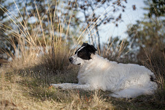 Molly in Her Element (2 more inset pictures)