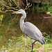 Grey Heron 3