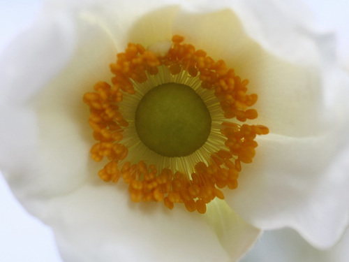 Japanese Anemone