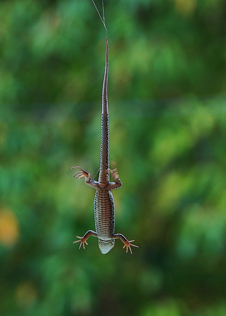 Jeune lézard piégé dans une toile d'araignée , après un sauvetage perilleux , pas un mot de remerciement , ingrat !!!