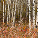 Autumn colours at JJ Collett Natural Area